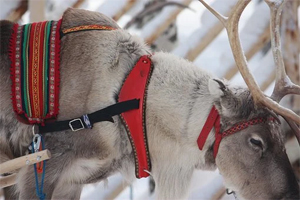 Rovaniemi Babbo Natale